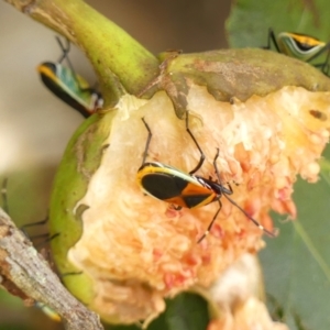 Dindymus versicolor at Colo Vale - suppressed