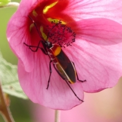 Dindymus versicolor at Colo Vale - suppressed