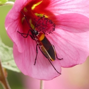 Dindymus versicolor at Colo Vale - suppressed