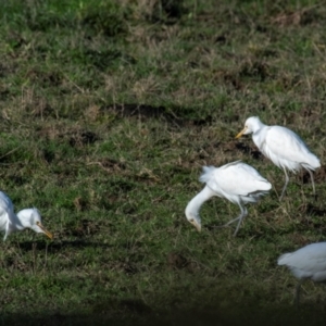Bubulcus coromandus at Strzelecki, VIC - 24 Jul 2018 09:17 AM
