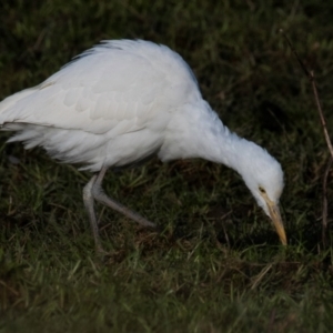 Bubulcus coromandus at Strzelecki, VIC - 24 Jul 2018 09:17 AM