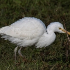 Bubulcus coromandus at Strzelecki, VIC - 24 Jul 2018 09:17 AM