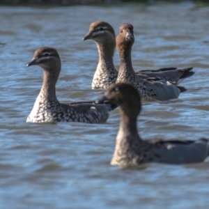 Chenonetta jubata at Poowong East, VIC - 24 Jul 2018 10:22 AM