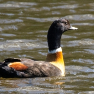 Tadorna tadornoides at Poowong East, VIC - 11 Oct 2018 09:12 AM