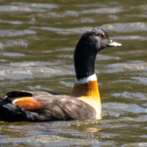 Tadorna tadornoides at Poowong East, VIC - 11 Oct 2018 09:12 AM