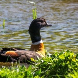 Tadorna tadornoides at Poowong East, VIC - 11 Oct 2018 09:12 AM