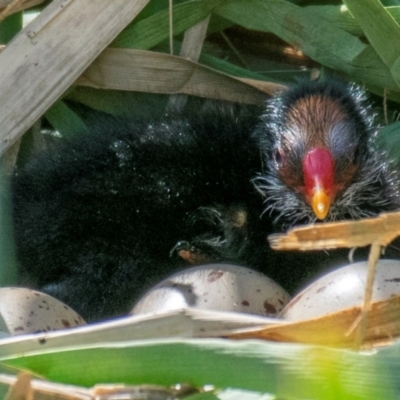 Gallinula tenebrosa (Dusky Moorhen) at Poowong East, VIC - 11 Oct 2018 by Petesteamer