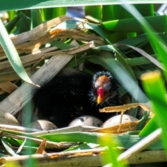 Gallinula tenebrosa at Poowong East, VIC - 11 Oct 2018