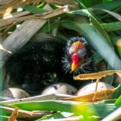 Gallinula tenebrosa at Poowong East, VIC - 11 Oct 2018