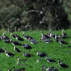 Threskiornis spinicollis (Straw-necked Ibis) at Poowong North, VIC - 10 Oct 2018 by Petesteamer