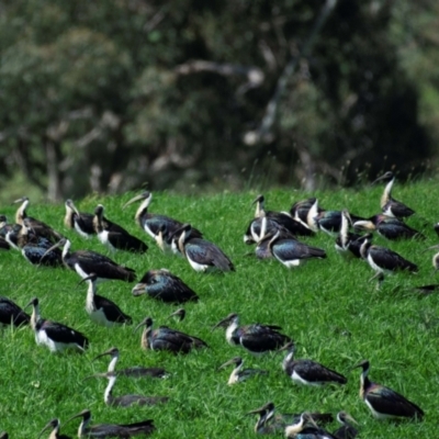 Threskiornis spinicollis (Straw-necked Ibis) at Poowong North, VIC - 10 Oct 2018 by Petesteamer