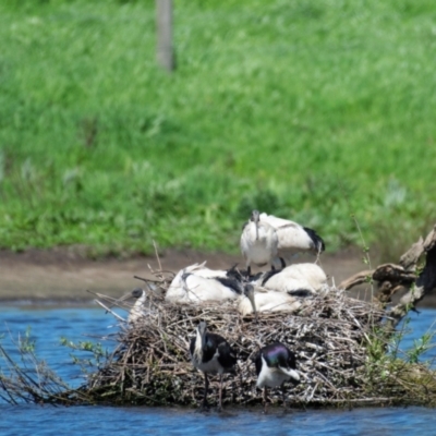 Threskiornis molucca (Australian White Ibis) at Poowong North, VIC - 11 Oct 2018 by Petesteamer