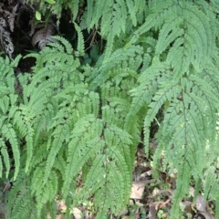 Adiantum formosum (Black Stem, Black-stem Maidenhair) at Royal National Park - 12 Apr 2024 by plants