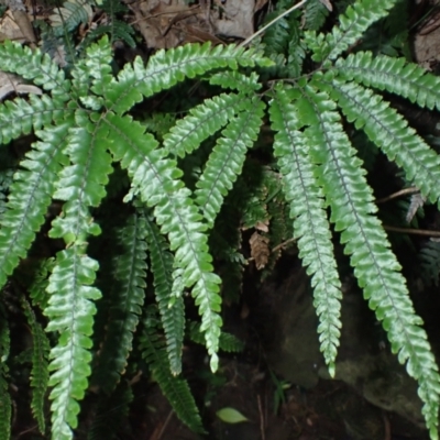Adiantum hispidulum var. hispidulum (Rough Maidenhair) at Royal National Park - 12 Apr 2024 by plants