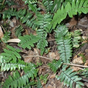 Pellaea falcata at Royal National Park - 12 Apr 2024