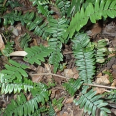 Pellaea falcata (Sickle Fern) at Royal National Park - 12 Apr 2024 by plants