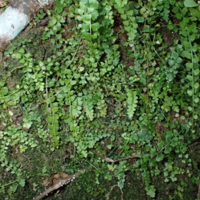Asplenium flabellifolium (Necklace Fern) at Royal National Park - 12 Apr 2024 by plants