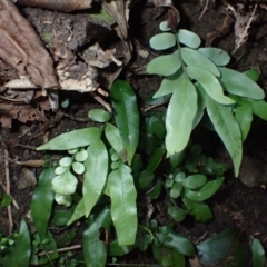 Arthropteris tenella (Climbing Fern) at Otford, NSW - 12 Apr 2024 by plants