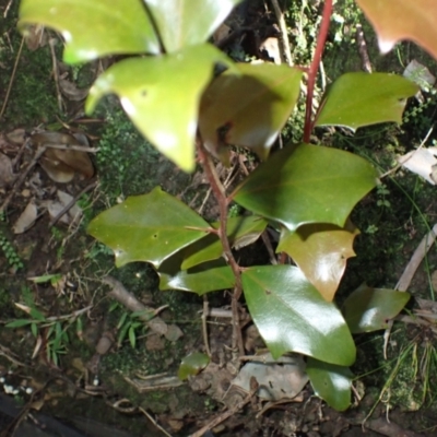 Scolopia braunii (Flintwood) at Royal National Park - 12 Apr 2024 by plants