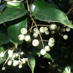 Syzygium smithii (Lilly Pilly) at Royal National Park - 12 Apr 2024 by plants