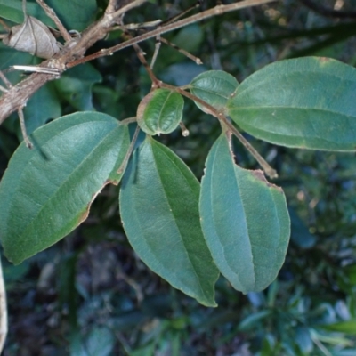 Rhodamnia rubescens (Scrub Turpentine, Brown Malletwood) at Royal National Park - 12 Apr 2024 by plants