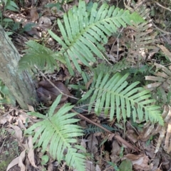 Blechnum cartilagineum (Gristle Fern) at Royal National Park - 12 Apr 2024 by plants