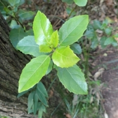 Hedycarya angustifolia (Austral Mulberry) at Royal National Park - 12 Apr 2024 by plants