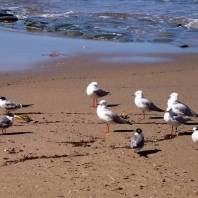 Thalasseus bergii (Crested Tern) at Royal National Park - 12 Apr 2024 by plants