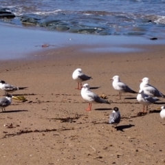 Chroicocephalus novaehollandiae (Silver Gull) at Royal National Park - 12 Apr 2024 by plants