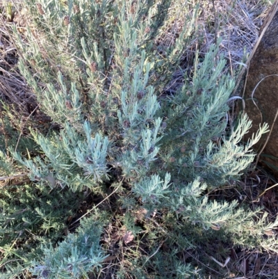 Lavandula stoechas (Spanish Lavender or Topped Lavender) at Red Hill to Yarralumla Creek - 11 Apr 2024 by ruthkerruish