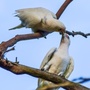 Cacatua sanguinea at Poowong East, VIC - 24 Nov 2017 06:33 AM