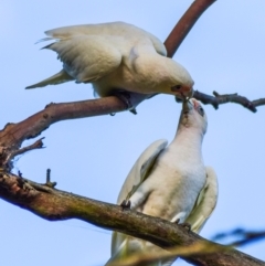 Cacatua sanguinea (Little Corella) at Poowong East, VIC - 23 Nov 2017 by Petesteamer