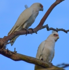 Cacatua sanguinea at Poowong East, VIC - 24 Nov 2017 06:33 AM