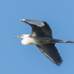 Ardea pacifica at Poowong East, VIC - 24 Nov 2017