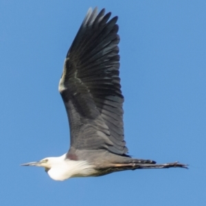 Ardea pacifica at Poowong East, VIC - 24 Nov 2017 07:28 AM