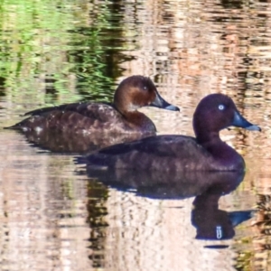 Aythya australis at Poowong East, VIC - 24 Nov 2017