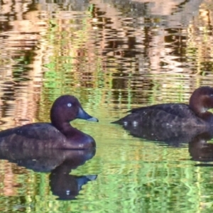 Aythya australis at Poowong East, VIC - 24 Nov 2017