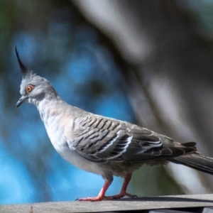 Ocyphaps lophotes (Crested Pigeon) at Poowong East, VIC by Petesteamer