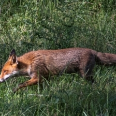 Vulpes vulpes (Red Fox) at Poowong East, VIC - 28 Nov 2017 by Petesteamer