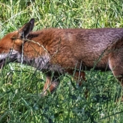 Vulpes vulpes at Poowong East, VIC - 28 Nov 2017