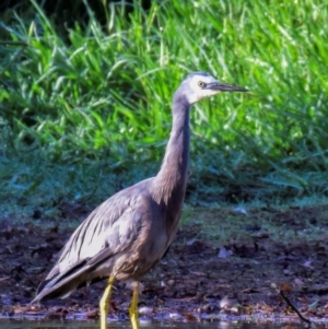 Egretta novaehollandiae at Poowong East, VIC - 2 Mar 2018 07:41 AM