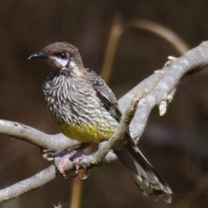 Anthochaera carunculata at Poowong East, VIC - 2 Mar 2018 08:19 AM