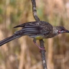 Anthochaera carunculata at Poowong East, VIC - 2 Mar 2018 08:19 AM