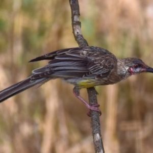 Anthochaera carunculata at Poowong East, VIC - 2 Mar 2018