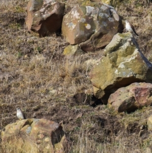 Falco cenchroides at Poowong East, VIC - 2 Mar 2018 08:24 AM