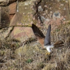 Falco cenchroides at Poowong East, VIC - 2 Mar 2018