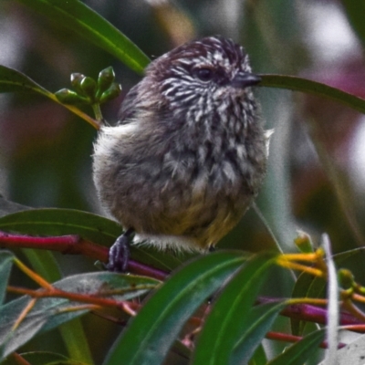 Acanthiza lineata (Striated Thornbill) at Poowong East, VIC - 2 Mar 2018 by Petesteamer