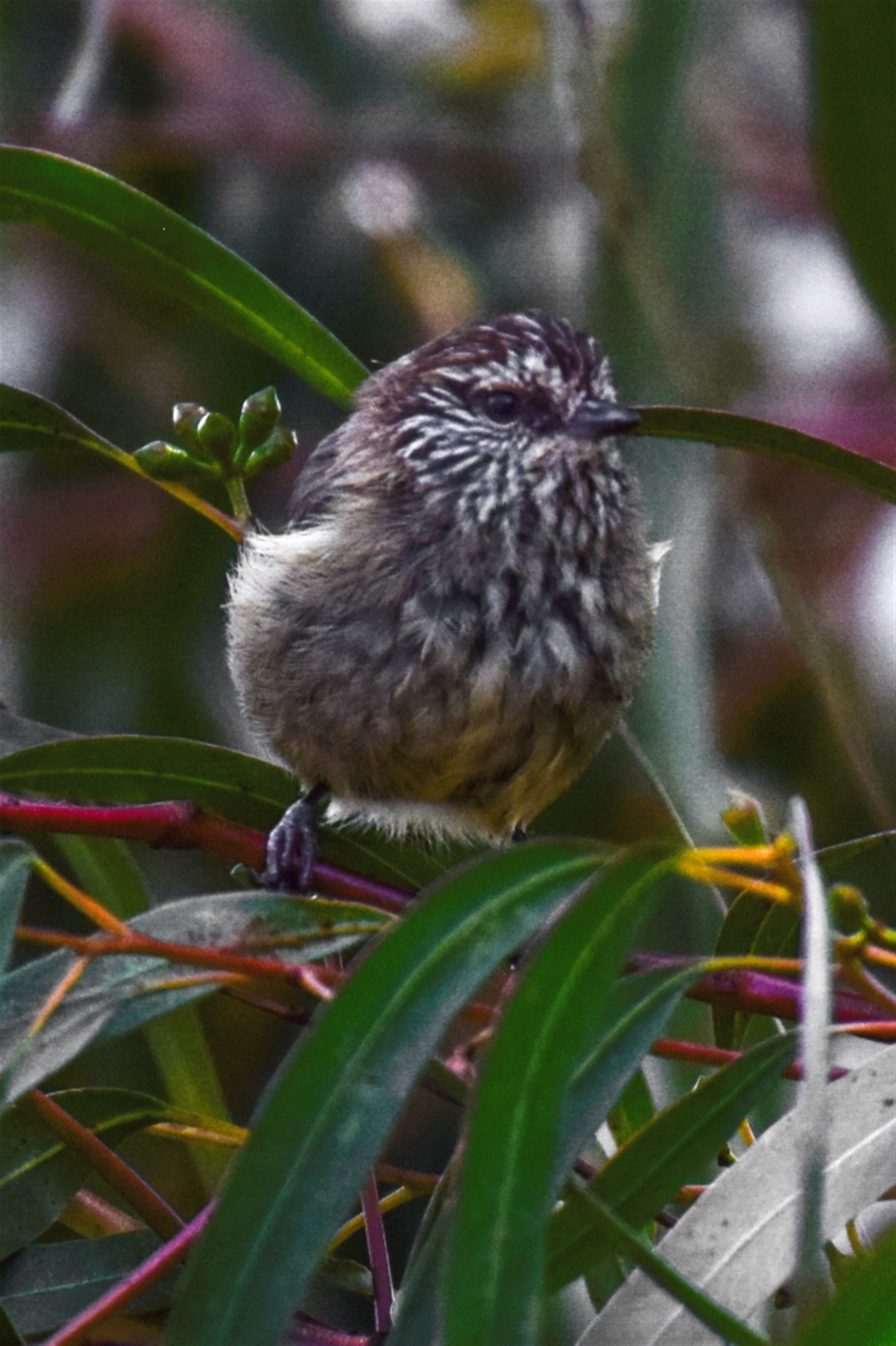 Acanthiza lineata at Poowong East, VIC - 2 Mar 2018 01:47 PM