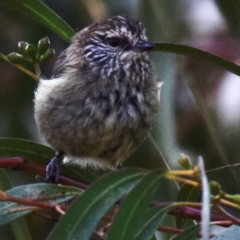 Acanthiza lineata at Poowong East, VIC - 2 Mar 2018 01:47 PM