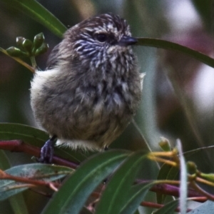 Acanthiza lineata at Poowong East, VIC - 2 Mar 2018 01:47 PM